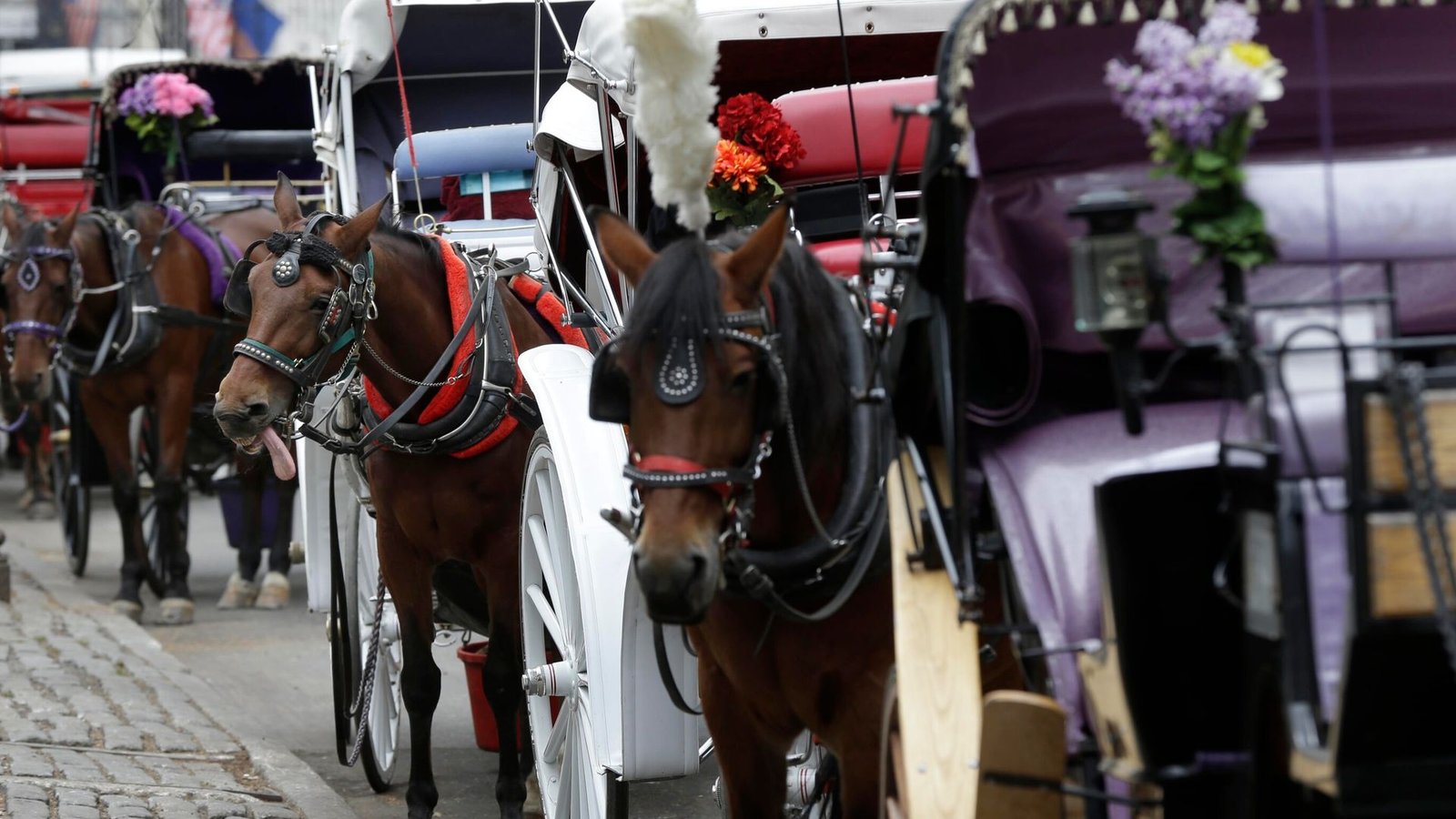 Teenager dies in horse-drawn carriage accident in New York City